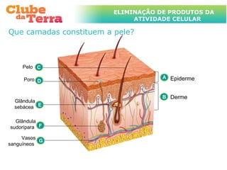 TÍTULO DO ASSUNTO A SER TRATADO
                         ELIMINAÇÃO DE PRODUTOS DA
                    NESTE POWERPOINT QUE TEM UM TÍTULO
                    GRANDE     ATIVIDADE CELULAR

Que camadas constituem a pele?



     Pelo C

     Poro D                           A Epiderme


                                      B Derme
  Glândula
  sebácea E

  Glândula
sudorípara F

     Vasos
           G
sanguíneos
 