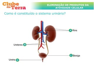 TÍTULO DO ASSUNTO A SER TRATADO
                           ELIMINAÇÃO DE PRODUTOS DA
                      NESTE POWERPOINT QUE TEM UM TÍTULO
                      GRANDE     ATIVIDADE CELULAR

Como é constituído o sistema urinário?




                                          A Rins




      Ureteres B



                                          C Bexiga

  Uretra D
 
