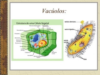 Vacúolos:
 