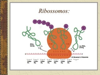 Ribossomos:
 