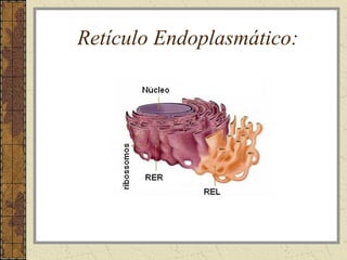 Retículo Endoplasmático:
 