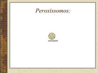 Peroxissomos:
 