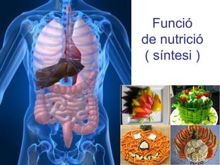 Funció
de nutrició
( síntesi )
 