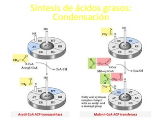 Síntesis de ácidos grasos: Condensación Acetil-CoA ACP transacetilasa Malonil-CoA ACP transferasa 