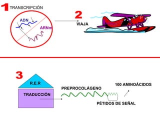 ADN ARNm TRANSCRIPCIÓN ARNm R.E.R TRADUCCIÓN PREPROCOLÁGENO PÉTIDOS DE SEÑAL 100 AMINOÁCIDOS VIAJA 1 2 3 