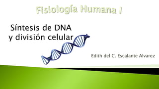 Síntesis de DNA
y división celular
Edith del C. Escalante Alvarez
 