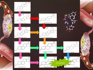 Aromatasa
 