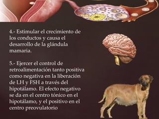 4.- Estimular el crecimiento de
los conductos y causa el
desarrollo de la glándula
mamaria.
5.- Ejercer el control de
retroalimentación tanto positiva
como negativa en la liberación
de LH y FSH a través del
hipotálamo. El efecto negativo
se da en el centro tónico en el
hipotálamo, y el positivo en el
centro preovulatorio
 