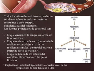 Todos los esteroides ováricos se producen
fundamentalmente en las estructuras
foliculares y en el cuerpo.
Son derivadas del colesterol
Las fuentes principales de colesterol son:
- El que circula en la sangre en forma de
lipoproteínas
- El que se sintetiza de novo (la síntesis de
moléculas complejas a partir de
moléculas simples) dentro del ovario a
partir de acetil-coenzima A
- El que se libera de los esteres del
colesterol almacenado en las gotas
lipídicas
* Captación del colesterol lipoproteico, concretamente de las
lipoproeinas de baja densidad o LDL
 