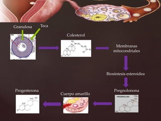 Colesterol
Membranas
mitocondriales
Biosíntesis esteroidea
Pregnolonona
Cuerpo amarillo
Progesterona
Granulosa Teca
 