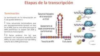 Terminación
La terminación en la transcripción en
E.coli puede deberse a:
Unas secuencias terminadoras que
por autoapareamiento forman un lazo
en el ARN, que es una señal para que el
ARN polimerasa se separe del ADN y
termine la transcripción.
El factor proteico rho (ρ), que
reconoce una secuencia específica del
ARN y se une a ella para tirar del ARN y
soltarlo de la ARN polimerasa.
Etapas de la transcripción
 