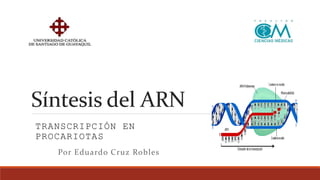 Síntesis del ARN
Por Eduardo Cruz Robles
TRANSCRIPCIÓN EN
PROCARIOTAS
 