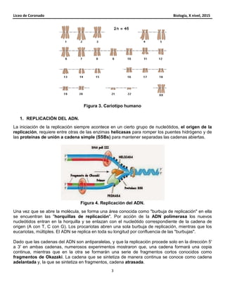 Liceo de Coronado Biología, X nivel, 2015
3
Figura 3. Cariotipo humano
1. REPLICACIÓN DEL ADN.
La iniciación de la replicación siempre acontece en un cierto grupo de nucleótidos, el origen de la
replicación, requiere entre otras de las enzimas helicasas para romper los puentes hidrógeno y de
las proteínas de unión a cadena simple (SSBs) para mantener separadas las cadenas abiertas.
Figura 4. Replicación del ADN.
Una vez que se abre la molécula, se forma una área conocida como "burbuja de replicación" en ella
se encuentran las "horquillas de replicación". Por acción de la ADN polimerasa los nuevos
nucleótidos entran en la horquilla y se enlazan con el nucleótido correspondiente de la cadena de
origen (A con T, C con G). Los procariotas abren una sola burbuja de replicación, mientras que los
eucariotas, múltiples. El ADN se replica en toda su longitud por confluencia de las "burbujas".
Dado que las cadenas del ADN son antiparalelas, y que la replicación procede solo en la dirección 5'
a 3' en ambas cadenas, numerosos experimentos mostraron que, una cadena formará una copia
continua, mientras que en la otra se formarán una serie de fragmentos cortos conocidos como
fragmentos de Okazaki. La cadena que se sintetiza de manera continua se conoce como cadena
adelantada y, la que se sintetiza en fragmentos, cadena atrasada.
 
