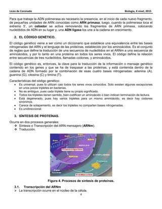 Liceo de Coronado Biología, X nivel, 2015
4
Para que trabaje la ADN polimerasa es necesario la presencia, en el inicio de cada nuevo fragmento,
de pequeñas unidades de ARN conocidas como ARN primasa; luego, cuando la polimerasa toca el
extremo 5', un cebador se activa removiendo los fragmentos de ARN primasa, colocando
nucleótidos de ADN en su lugar y, una ADN ligasa los une a la cadena en crecimiento.
2. EL CÓDIGO GENÉTICO.
El código genético viene a ser como un diccionario que establece una equivalencia entre las bases
nitrogenadas del ARN y el lenguaje de las proteínas, establecido por los aminoácidos. Es el conjunto
de reglas que define la traducción de una secuencia de nucleótidos en el ARNm a una secuencia de
aminoácidos, y por lo tanto en una proteína en todos los seres vivos. El código define la relación
entre secuencias de tres nucleótidos, llamadas codones, y aminoácidos.
El código genético es, entonces, la clave para la traducción de la información o mensaje genético
contenido en los genes y que se ha de traspasar a las proteínas, y está contenida dentro de la
cadena de ADN formado por la combinación de esas cuatro bases nitrogenadas: adenina (A),
guanina (G), citosina (C) y timina (T).
Características del código genético:
• Es universal, pues lo utilizan casi todos los seres vivos conocidos. Solo existen algunas excepciones
en unos pocos tripletes en bacterias.
• No es ambiguo, pues cada triplete tiene su propio significado.
• Todos los tripletes tienen sentido, bien codifican un aminoácido o bien indican terminación de lectura.
• Está degenerado, pues hay varios tripletes para un mismo aminoácido, es decir hay codones
sinónimos.
• Carece de solapamiento, es decir los tripletes no comparten bases nitrogenadas.
• Es unidireccional.
3. SÍNTESIS DE PROTEÍNAS.
Ocurre en dos procesos generales:
Síntesis o Transcripción del ARN mensajero (ARNm).
Traducción.
Figura 4. Procesos de síntesis de proteínas.
3.1. Transcripción del ARNm
La transcripción ocurre en el núcleo de la célula.
 