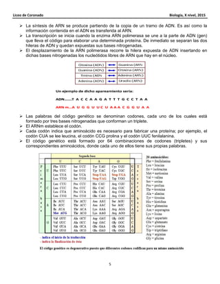 Liceo de Coronado
La síntesis de ARN se produce partiendo de la copia de un tramo de ADN. Es así como la
información contenida en el ADN es transferida al ARN.
La transcripción se inicia cuando la enzima ARN polimerasa se une a la parte de ADN (gen)
que lleva el código para elaborar una determinada proteína. De inmediato se separan las dos
hileras de ADN y quedan expuestas sus bases nitrogenadas.
El desplazamiento de la ARN polimerasa recorre la hilera expuesta de ADN insertando en
dichas bases nitrogenadas los nucleótidos libres de ARN que hay en el núcleo.
Las palabras del código genético se denominan
formado por tres bases nitrogenadas que conforman un
El ARNm establece el codón.
Cada codón indica que aminoácido es necesario para fabricar una proteína; por ejemplo, el
codón CUA se lee leucina, el codón CCG prolina y el codón UUC fenilalanina.
El código genético está formado por 64 combinaciones de codones (tripletes) y sus
correspondientes aminoácidos, donde cada uno de ellos tiene sus propias palabras.
5
La síntesis de ARN se produce partiendo de la copia de un tramo de ADN. Es así como la
información contenida en el ADN es transferida al ARN.
La transcripción se inicia cuando la enzima ARN polimerasa se une a la parte de ADN (gen)
que lleva el código para elaborar una determinada proteína. De inmediato se separan las dos
hileras de ADN y quedan expuestas sus bases nitrogenadas.
to de la ARN polimerasa recorre la hilera expuesta de ADN insertando en
dichas bases nitrogenadas los nucleótidos libres de ARN que hay en el núcleo.
Las palabras del código genético se denominan codones, cada uno de los cuales está
tres bases nitrogenadas que conforman un triplete.
Cada codón indica que aminoácido es necesario para fabricar una proteína; por ejemplo, el
codón CUA se lee leucina, el codón CCG prolina y el codón UUC fenilalanina.
genético está formado por 64 combinaciones de codones (tripletes) y sus
correspondientes aminoácidos, donde cada uno de ellos tiene sus propias palabras.
Biología, X nivel, 2015
La síntesis de ARN se produce partiendo de la copia de un tramo de ADN. Es así como la
La transcripción se inicia cuando la enzima ARN polimerasa se une a la parte de ADN (gen)
que lleva el código para elaborar una determinada proteína. De inmediato se separan las dos
to de la ARN polimerasa recorre la hilera expuesta de ADN insertando en
dichas bases nitrogenadas los nucleótidos libres de ARN que hay en el núcleo.
cada uno de los cuales está
Cada codón indica que aminoácido es necesario para fabricar una proteína; por ejemplo, el
codón CUA se lee leucina, el codón CCG prolina y el codón UUC fenilalanina.
genético está formado por 64 combinaciones de codones (tripletes) y sus
correspondientes aminoácidos, donde cada uno de ellos tiene sus propias palabras.
 