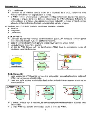 Liceo de Coronado Biología, X nivel, 2015
6
3.2. Traducción
La síntesis de las proteínas se lleva a cabo en el citoplasma de la célula, a diferencia de la
transcripción del ARN que se produce en el núcleo.
El ARNm contiene un código que se utiliza como molde para la síntesis de proteínas, es decir,
se traduce el lenguaje de la serie de bases nitrogenadas del ARNm al lenguaje de la serie de
aminoácidos de la proteína; este proceso denominado traducción se realiza en los ribosomas
adosados en la membrana del retículo endoplasmático granular o rugoso.
La síntesis o traducción de las proteínas se divide en tres fases, llamadas:
Iniciación.
Elongación.
Terminación.
3.2.1. Iniciación:
La síntesis de proteínas comienza en el momento en que el ARN mensajero se mueve por el
ribosoma hasta el codón AUG, que codifica la metionina.
Cada ribosoma está conformado por una unidad mayor y por una unidad menor.
Las subunidades ribosomales se unen.
Un tipo de ARN, llamado ARN de transferencia (ARNt), lleva los aminoácidos desde el
citoplasma hasta los ribosomas
3.2.2. Elongación
Llega un segundo ARNt llevando su respectivo aminoácido y se acopla al siguiente codón del
ARNm, para el ejemplo, al codón CCU.
Hasta aquí se ha formado un dipéptido, donde ambos aminoácidos permanecen unidos por un
enlace peptídico.
El primer ARNt que llegó al ribosoma, se retira del complemento ribosómico en busca de otros
aminoácidos.
El tercer ARNt llega con otro aminoácido y se une al codón del ARNm.
 
