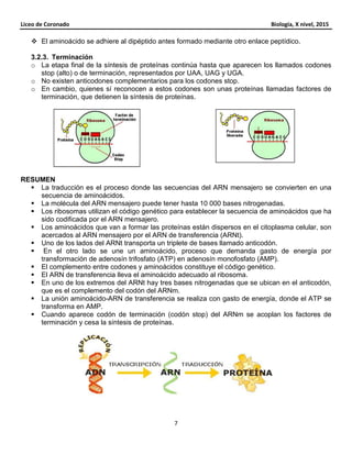 Liceo de Coronado Biología, X nivel, 2015
7
El aminoácido se adhiere al dipéptido antes formado mediante otro enlace peptídico.
3.2.3. Terminación
o La etapa final de la síntesis de proteínas continúa hasta que aparecen los llamados codones
stop (alto) o de terminación, representados por UAA, UAG y UGA.
o No existen anticodones complementarios para los codones stop.
o En cambio, quienes sí reconocen a estos codones son unas proteínas llamadas factores de
terminación, que detienen la síntesis de proteínas.
RESUMEN
La traducción es el proceso donde las secuencias del ARN mensajero se convierten en una
secuencia de aminoácidos.
La molécula del ARN mensajero puede tener hasta 10 000 bases nitrogenadas.
Los ribosomas utilizan el código genético para establecer la secuencia de aminoácidos que ha
sido codificada por el ARN mensajero.
Los aminoácidos que van a formar las proteínas están dispersos en el citoplasma celular, son
acercados al ARN mensajero por el ARN de transferencia (ARNt).
Uno de los lados del ARNt transporta un triplete de bases llamado anticodón.
En el otro lado se une un aminoácido, proceso que demanda gasto de energía por
transformación de adenosín trifosfato (ATP) en adenosín monofosfato (AMP).
El complemento entre codones y aminoácidos constituye el código genético.
El ARN de transferencia lleva el aminoácido adecuado al ribosoma.
En uno de los extremos del ARNt hay tres bases nitrogenadas que se ubican en el anticodón,
que es el complemento del codón del ARNm.
La unión aminoácido-ARN de transferencia se realiza con gasto de energía, donde el ATP se
transforma en AMP.
Cuando aparece codón de terminación (codón stop) del ARNm se acoplan los factores de
terminación y cesa la síntesis de proteínas.
 