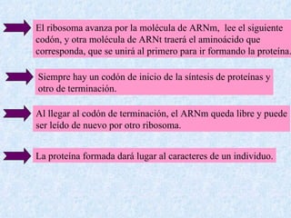 El ribosoma avanza por la molécula de ARNm,  lee el siguiente codón, y otra molécula de ARNt traerá el aminoácido que corresponda, que se unirá al primero para ir formando la proteína. Siempre hay un codón de inicio de la síntesis de proteínas y otro de terminación. Al llegar al codón de terminación, el ARNm queda libre y puede ser leído de nuevo por otro ribosoma. La proteína formada dará lugar al caracteres de un individuo. 