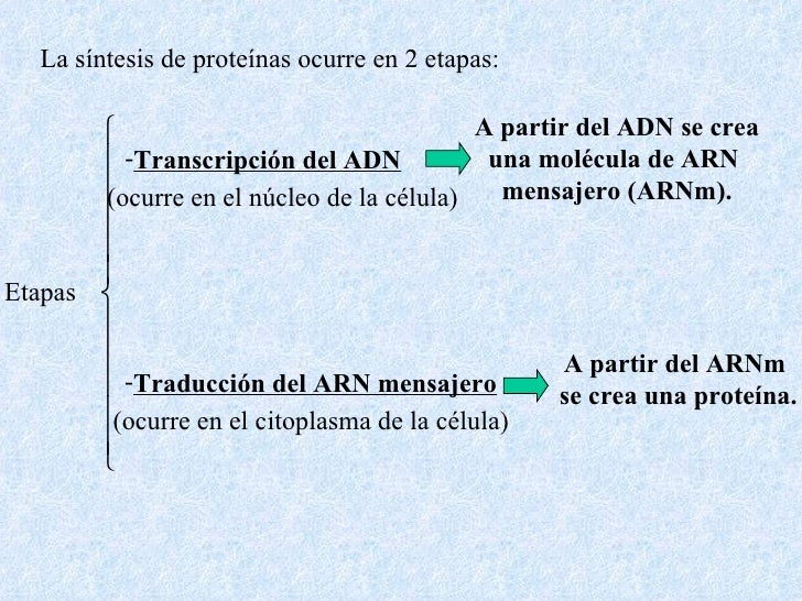 Síntesis de proteínas