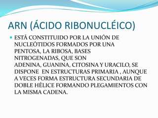 ARN (ÁCIDO RIBONUCLÉICO)
 ESTÁ CONSTITUIDO POR LA UNIÓN DE
 NUCLEÓTIDOS FORMADOS POR UNA
 PENTOSA, LA RIBOSA, BASES
 NITROGENADAS, QUE SON
 ADENINA, GUANINA, CITOSINA Y URACILO, SE
 DISPONE EN ESTRUCTURAS PRIMARIA , AUNQUE
 A VECES FORMA ESTRUCTURA SECUNDARIA DE
 DOBLE HÉLICE FORMANDO PLEGAMIENTOS CON
 LA MISMA CADENA.
 