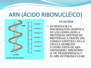 ARN (ÁCIDO RIBONUCLÉICO)
                   FUNCIÓN
             ES TRADUCIR LA
             INFORMACIÓN GENÉTICA
             DE LOS GENES (ADN) A
             PROTEÍNAS (SÍNTESIS DE
             PROTEÍNAS) A TRAVÉS DEL
             CÓDIGO GENÉTICO. EN LA
             CÉLULA APARECEN
             CUATRO TIPOS DE ARN
             (MENSAJERO, RIBOSÓMIC
             O, DE TRANSFERENCIA Y
             EL ARN HETERONUCLEAR)
 
