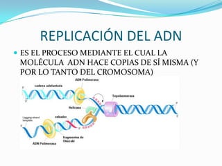 REPLICACIÓN DEL ADN
 ES EL PROCESO MEDIANTE EL CUAL LA
 MOLÉCULA ADN HACE COPIAS DE SÍ MISMA (Y
 POR LO TANTO DEL CROMOSOMA)
 