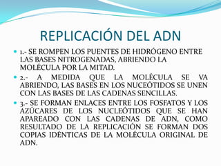 REPLICACIÓN DEL ADN
 1.- SE ROMPEN LOS PUENTES DE HIDRÓGENO ENTRE
  LAS BASES NITROGENADAS, ABRIENDO LA
  MOLÉCULA POR LA MITAD.
 2.- A MEDIDA QUE LA MOLÉCULA SE VA
  ABRIENDO, LAS BASES EN LOS NUCEÓTIDOS SE UNEN
  CON LAS BASES DE LAS CADENAS SENCILLAS.
 3.- SE FORMAN ENLACES ENTRE LOS FOSFATOS Y LOS
  AZÚCARES DE LOS NUCLEÓTIDOS QUE SE HAN
  APAREADO CON LAS CADENAS DE ADN, COMO
  RESULTADO DE LA REPLICACIÓN SE FORMAN DOS
  COPIAS IDÉNTICAS DE LA MOLÉCULA ORIGINAL DE
  ADN.
 