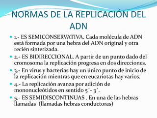 NORMAS DE LA REPLICACIÓN DEL
           ADN
 1.- ES SEMICONSERVATIVA. Cada molécula de ADN
    está formada por una hebra del ADN original y otra
    recién sintetizada.
   2.- ES BIDIRECCIONAL. A partir de un punto dado del
    cromosoma la replicación progresa en dos direcciones.
   3.- En virus y bacterias hay un único punto de inicio de
    la replicación mientras que en eucariotas hay varios.
   4.- La replicación avanza por adición de
    mononucleótidos en sentido 5´- 3´.
   5.- ES SEMIDISCONTINUAS . En una de las hebras
    llamadas (llamadas hebras conductoras)
 