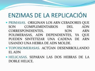 ENZIMAS DE LA REPLICACIÓN
 PRIMASAS. ORIGINAN LOS ARN CEBADORES QUE
  SON     COMPLEMENTARIOS     DEL    ADN
  CORRESPONDIENTES.          SON      ARN
  POLIMERASAS, ADN DEPENDIENTES, YA QUE
  PUEDEN SINTETIZAR UNA CADENA DE ARN
  USANDO UNA HEBRA DE ADN MOLDE.
 TOPOISOMERASAS. ACTÚAN DESENRROLLANDO
  EL ADN
 HELICASAS. SEPARAN LAS DOS HEBRAS DE LA
  DOBLE HELICE.
 