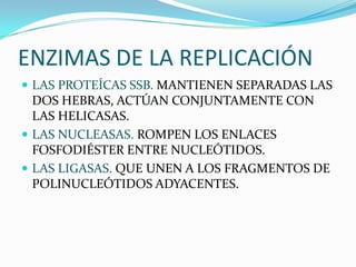 ENZIMAS DE LA REPLICACIÓN
 LAS PROTEÍCAS SSB. MANTIENEN SEPARADAS LAS
  DOS HEBRAS, ACTÚAN CONJUNTAMENTE CON
  LAS HELICASAS.
 LAS NUCLEASAS. ROMPEN LOS ENLACES
  FOSFODIÉSTER ENTRE NUCLEÓTIDOS.
 LAS LIGASAS. QUE UNEN A LOS FRAGMENTOS DE
  POLINUCLEÓTIDOS ADYACENTES.
 