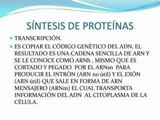 SÍNTESIS DE PROTEÍNAS
 TRANSCRIPCIÓN.
 ES COPIAR EL CÓDIGO GENÉTICO DEL ADN. EL
 RESULTADO ES UNA CADENA SENCILLA DE ARN Y
 SE LE CONOCE COMO ARNh , MISMO QUE ES
 CORTADO Y PEGADO POR EL ARNsn PARA
 PRODUCIR EL INTRÓN (ARN no útil) Y EL EXÓN
 (ARN útil) QUE SALE EN FORMA DE ARN
 MENSAJERO (ARNm) EL CUAL TRANSPORTA
 INFORMACIÓN DEL ADN AL CITOPLASMA DE LA
 CÉLULA.
 