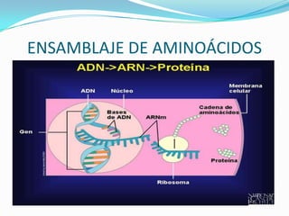 ENSAMBLAJE DE AMINOÁCIDOS
 