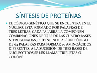 SÍNTESIS DE PROTEÍNAS
 EL CÓDIGO GENÉTICO QUE SE ENCUENTRA EN EL
 NÚCLEO, ESTA FORMADO POR PALABRAS DE
 TRES LETRAS, CADA PALABRA LA COMPONEN
 COMBINACIONES DE TRES DE LAS CUATRO BASES
 NITROGENADAS, OBTENIENDO ASÍ UN CÓDIGO
 DE 64 PALABRAS PARA FORMAR 20 AMINOÁCIDOS
 DIFERENTES. A LA SUCESIÓN DE TRES BASES DE
 NUCLEÓTIDOS SE LES LLAMA “TRIPLETAS O
 CODÓN”
 