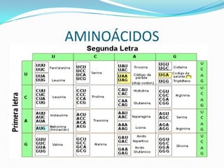 AMINOÁCIDOS
 