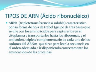 TIPOS DE ARN (Ácido ribonucléico)
 ARNt (tripletetransferencia ó soluble) característico
 por su forma de hoja de trébol (grupo de tres bases que
 se une con los aminoácidos para capturarlos en el
 citoplasma y transportarlos hasta los ribosomas, y el
 anticodón, triplete complementario de cada uno de los
 codones del ARNm que sirve para leer la secuencia en
 el orden adecuado e ir disponiendo correctamente los
 aminoácidos de las proteínas.
 