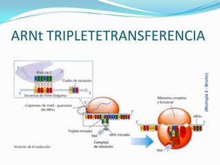 ARNt TRIPLETETRANSFERENCIA
 