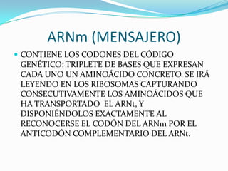 ARNm (MENSAJERO)
 CONTIENE LOS CODONES DEL CÓDIGO
 GENÉTICO; TRIPLETE DE BASES QUE EXPRESAN
 CADA UNO UN AMINOÁCIDO CONCRETO. SE IRÁ
 LEYENDO EN LOS RIBOSOMAS CAPTURANDO
 CONSECUTIVAMENTE LOS AMINOÁCIDOS QUE
 HA TRANSPORTADO EL ARNt, Y
 DISPONIÉNDOLOS EXACTAMENTE AL
 RECONOCERSE EL CODÓN DEL ARNm POR EL
 ANTICODÓN COMPLEMENTARIO DEL ARNt.
 