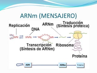 ARNm (MENSAJERO)
 