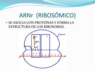 ARNr (RIBOSÓMICO)
 SE ASOCIA CON PROTEÍNAS Y FORMA LA
 ESTRUCTURA DE LOS RIBOSOMAS.
 