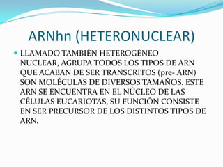 ARNhn (HETERONUCLEAR)
 LLAMADO TAMBIÉN HETEROGÉNEO
 NUCLEAR, AGRUPA TODOS LOS TIPOS DE ARN
 QUE ACABAN DE SER TRANSCRITOS (pre- ARN)
 SON MOLÉCULAS DE DIVERSOS TAMAÑOS. ESTE
 ARN SE ENCUENTRA EN EL NÚCLEO DE LAS
 CÉLULAS EUCARIOTAS, SU FUNCIÓN CONSISTE
 EN SER PRECURSOR DE LOS DISTINTOS TIPOS DE
 ARN.
 