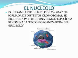 EL NUCLEOLO
 ES UN RAMILLETE DE BUCLE DE CROMATINA
 FORMADA DE DISTINTOS CROMOSOMAS, SE
 PRODUCE A PARTIR DE UNA REGIÓN ESPECÍFICA
 DENOMINADA “REGIÓN ORGANIZADORA DEL
 NUCLÉOLO”
 