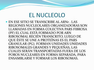 EL NUCLEOLO
 EN ESE SITIO SE TRANSCRIBE AL ARNr . LAS
 REGIONES NUCLEOLARES ORGANIZADORAS SON
 LLAMADAS EN FORMA COLECTIVA PARS FIBROSA
 (PF) EL CUAL ESTÁ FORMADO POR ARN
 RIBOSOMAL RECIÉN TRANSCRITO, LUEGO DE
 QUE ÉSTE SE UNE A PROTEÍNAS ES EL PARS
 GRANULAR (PG). FORMAN UNIDADES UNIDADES
 RIBOSOMALES GRANDES Y PEQUEÑAS, LAS
 CUALES SERÁN TRANSPORTADAS FUERA DE LOS
 POROS NUCLEARES EN FORMA SEPARADA, PARA
 ENSAMBLARSE Y FORMAR LOS RIBOSOMAS.
 