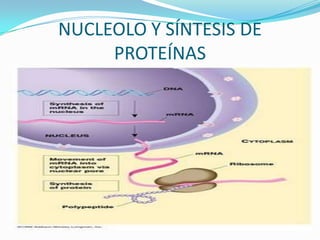 NUCLEOLO Y SÍNTESIS DE
     PROTEÍNAS
 