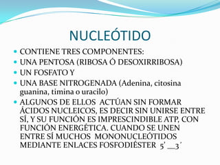 NUCLEÓTIDO
 CONTIENE TRES COMPONENTES:
 UNA PENTOSA (RIBOSA Ó DESOXIRRIBOSA)
 UN FOSFATO Y
 UNA BASE NITROGENADA (Adenina, citosina
  guanina, timina o uracilo)
 ALGUNOS DE ELLOS ACTÚAN SIN FORMAR
  ÁCIDOS NUCLEICOS, ES DECIR SIN UNIRSE ENTRE
  SÍ, Y SU FUNCIÓN ES IMPRESCINDIBLE ATP, CON
  FUNCIÓN ENERGÉTICA. CUANDO SE UNEN
  ENTRE SÍ MUCHOS MONONUCLEÓTIDOS
  MEDIANTE ENLACES FOSFODIÉSTER 5’ __3´
 