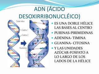 ADN (ÁCIDO
DESOXIRRIBONUCLÉICO)
           ES UNA DOBLE HÉLICE
              LAS BASES AL CENTRO
             PURINAS-PIRIMIDINAS
             ADENINA- TIMINA
             GUANINA- CITOSINA
             Y LAS UNIDADES
              AZÚCAR-FOSFATO A
              LO LARGO DE LOS
              LADOS DE LA HÉLICE
 