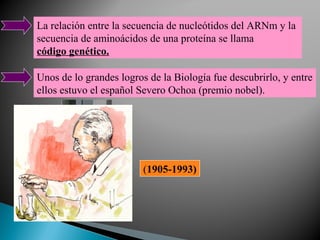 La relación entre la secuencia de nucleótidos del ARNm y la
secuencia de aminoácidos de una proteína se llama
código genético.
Unos de lo grandes logros de la Biología fue descubrirlo, y entre
ellos estuvo el español Severo Ochoa (premio nobel).

(1905-1993)

 