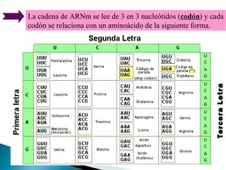Tercera Letra

La cadena de ARNm se lee de 3 en 3 nucleótidos (codón) y cada
codón se relaciona con un aminoácido de la siguiente forma.

 