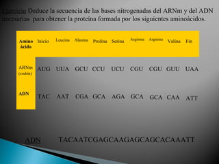 Ejercicio Deduce la secuencia de las bases nitrogenadas del ARNm y del ADN
necesarias para obtener la proteína formada por los siguientes aminoácidos.
Amino Inicio
ácido

ARNm
(codón)

ADN

Leucina

Alanina

Prolina Serina

AUG UUA GCU CCU

TAC

ADN

AAT

UCU

Arginina

Arginina

CGU

CGU GUU UAA

CGA GCA AGA GCA

Valina

GCA CAA

Fin

ATT

TACAATCGAGCAAGAGCAGCACAAATT

 