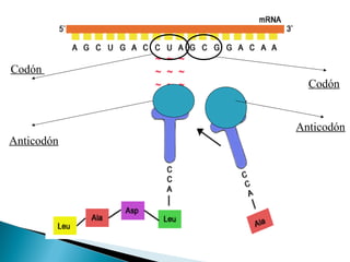 Codón
Codón

Anticodón
Anticodón

 