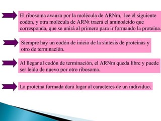 El ribosoma avanza por la molécula de ARNm, lee el siguiente
codón, y otra molécula de ARNt traerá el aminoácido que
corresponda, que se unirá al primero para ir formando la proteína.
Siempre hay un codón de inicio de la síntesis de proteínas y
otro de terminación.
Al llegar al codón de terminación, el ARNm queda libre y puede
ser leído de nuevo por otro ribosoma.
La proteína formada dará lugar al caracteres de un individuo.

 
